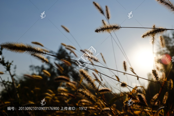 小草