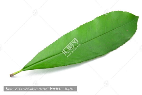 綠葉