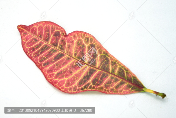 紅色落葉