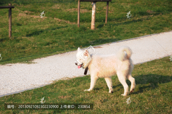 寵物狗