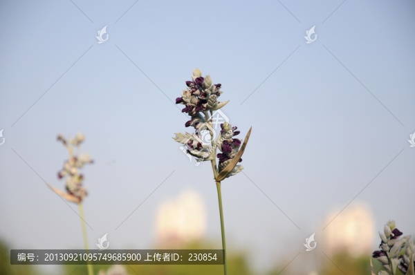 植物,花卉