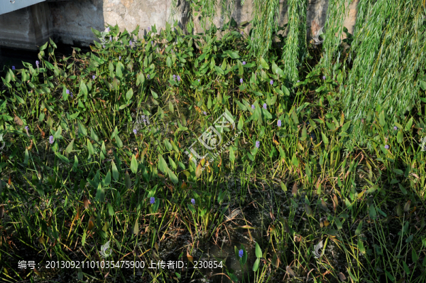 水面,水草