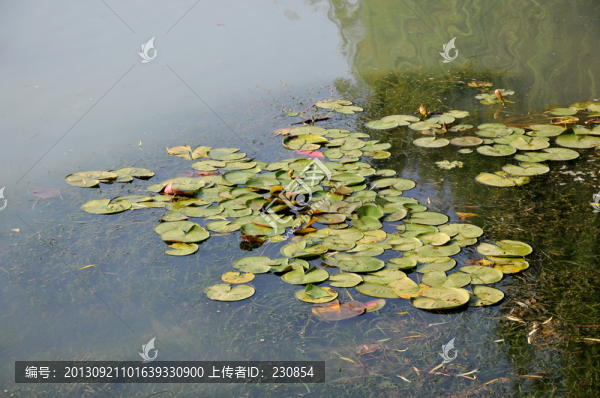 湖面浮萍