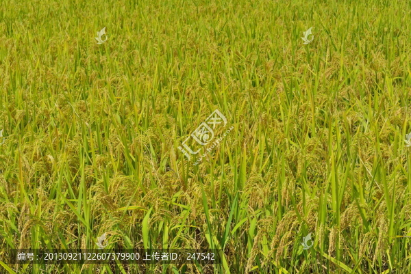 水稻,稻田,豐收