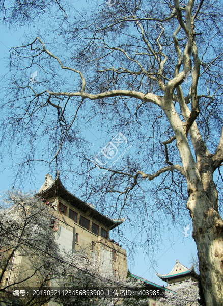 武漢大學(xué)櫻花大道