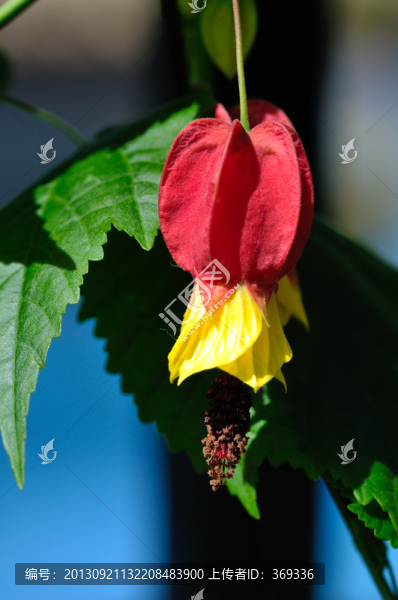 紅色燈籠花