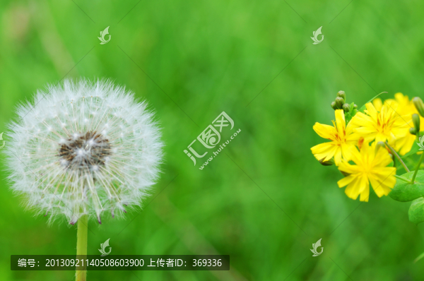 蒲公英