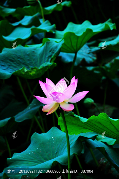 荷花