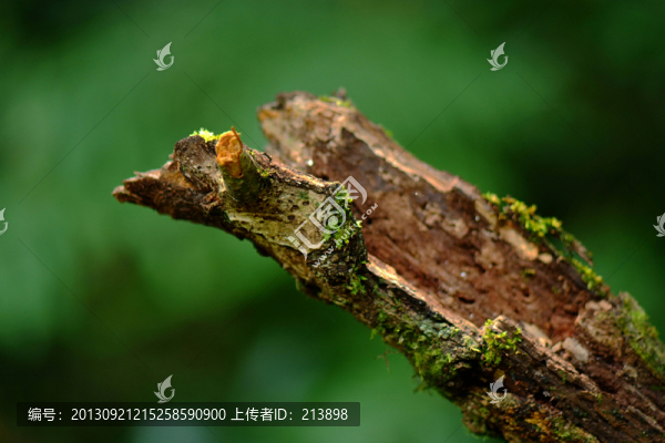 老樹(shù)