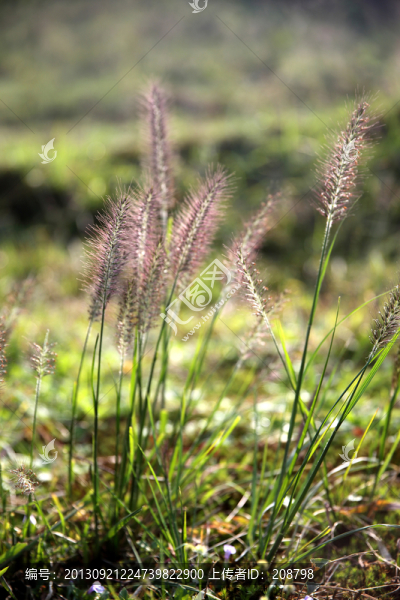 野草