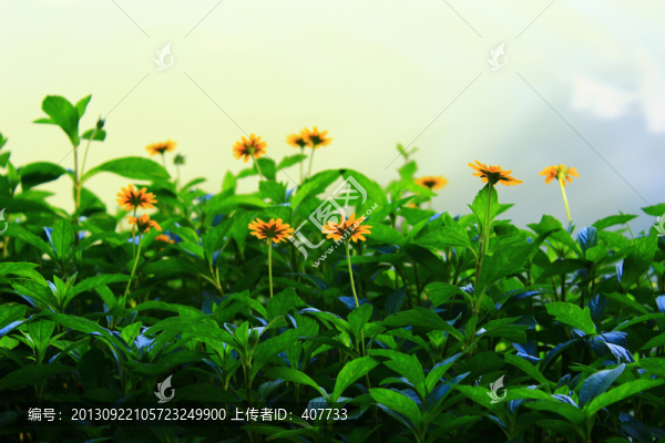 野花