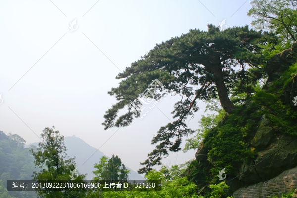 泰山迎客松