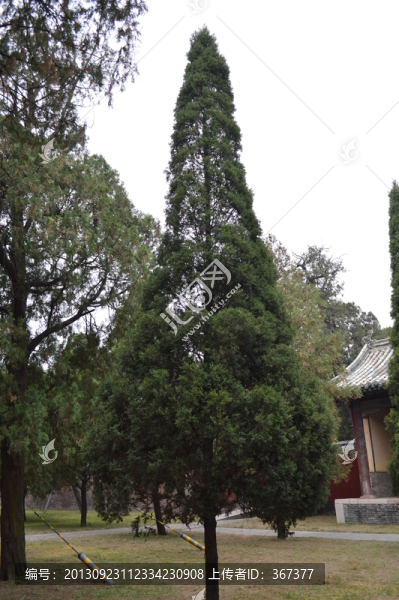 松樹