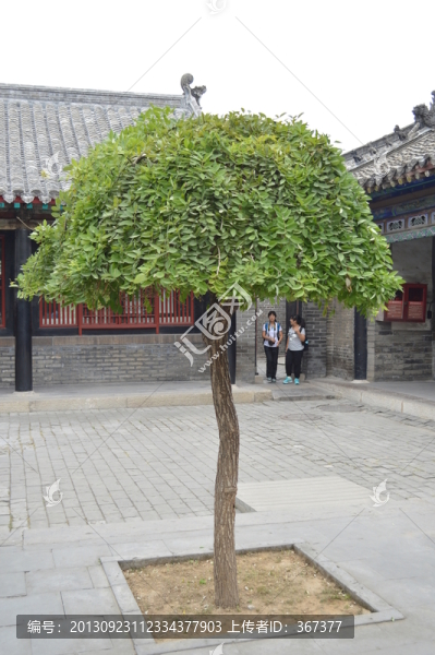 樹木傘