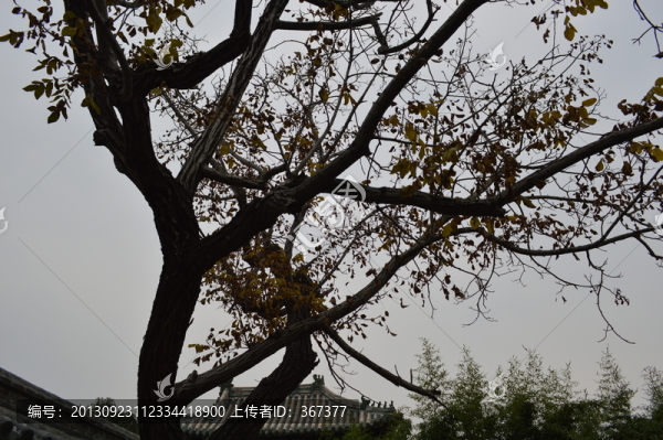 樹木剪影