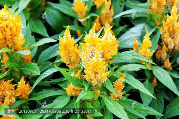 雞冠花