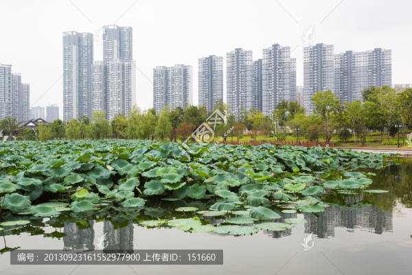 武漢沙湖公園荷塘