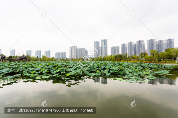 武漢沙湖公園荷塘