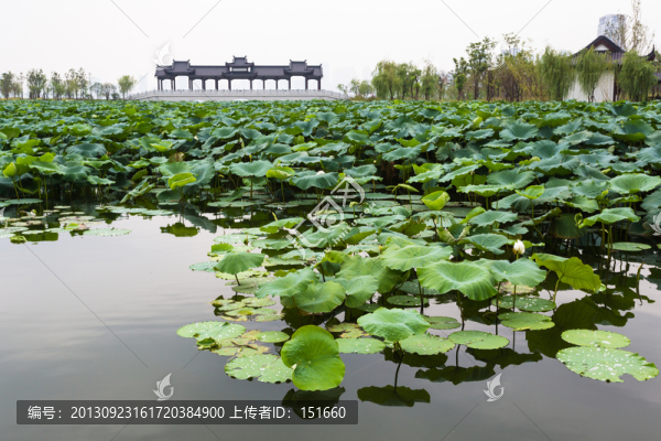 武漢沙湖公園荷塘