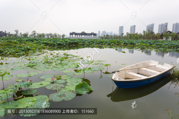 武漢沙湖荷塘