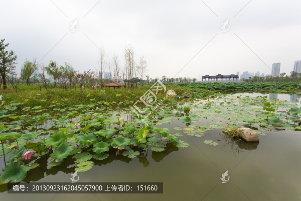 武漢沙湖公園荷塘