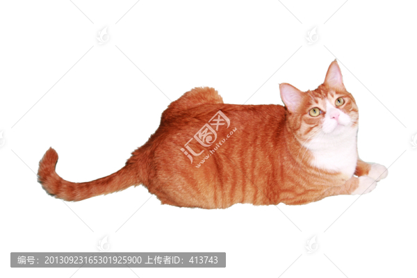 虎皮貓