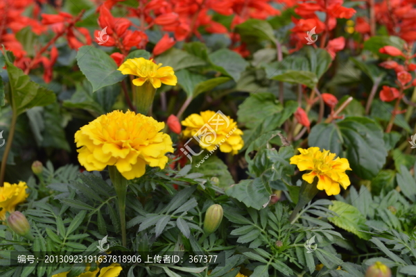 鮮花,花壇