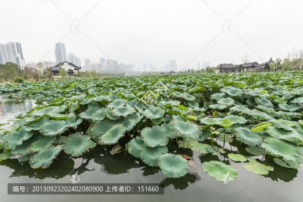 武漢沙湖公園荷塘
