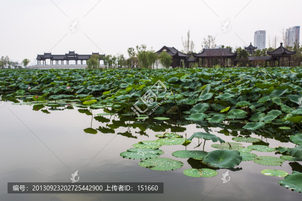 武漢沙湖公園荷塘