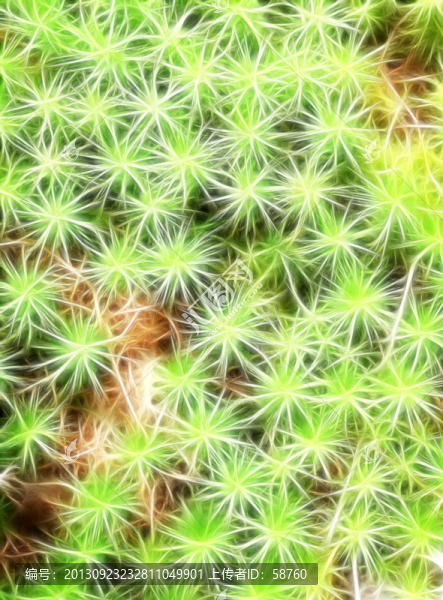 植物紋理,電腦畫
