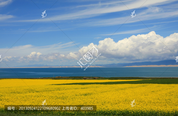 青海湖油菜花