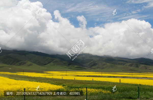 青海湖油菜花