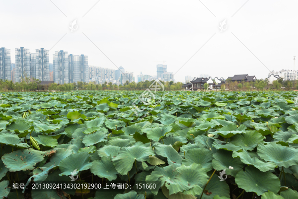 武漢沙湖公園