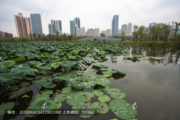 武漢沙湖公園荷塘