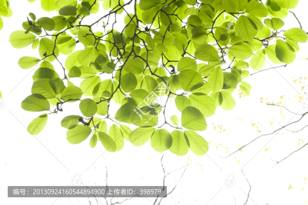 栗子樹