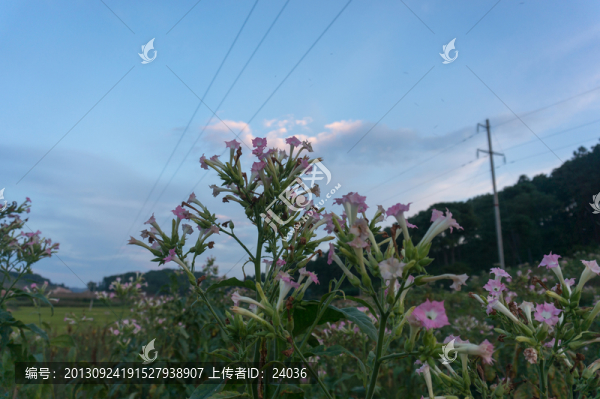 紅花煙草,花朵