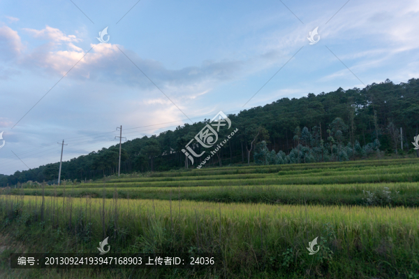 水稻田風(fēng)光