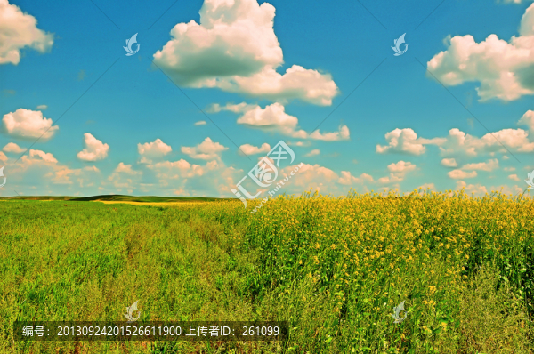草原,油菜花