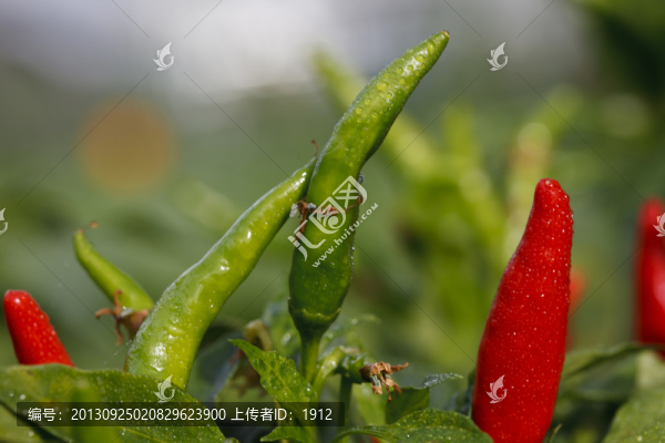 尖辣椒
