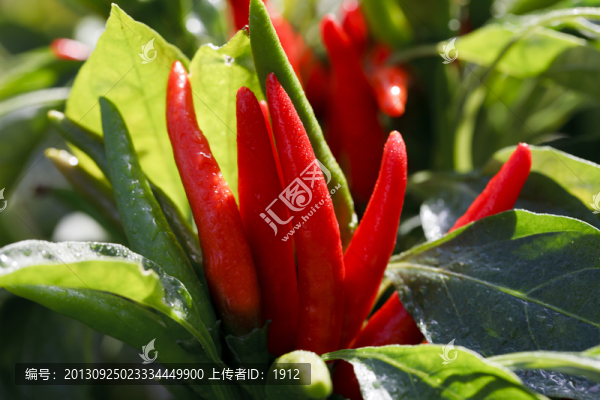 紅辣椒