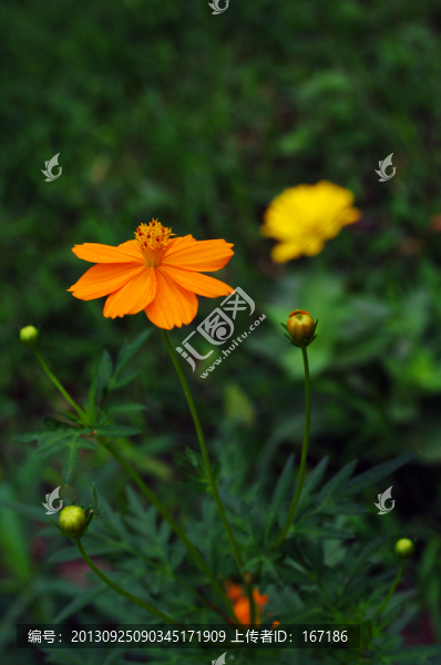 硫華菊