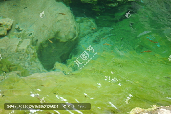 水底青苔