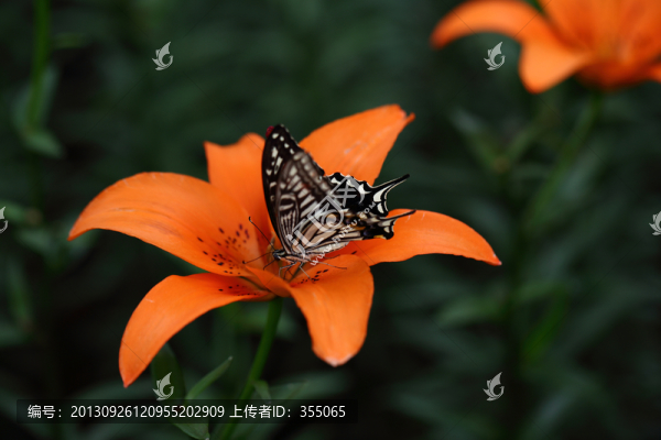 蝶戀花
