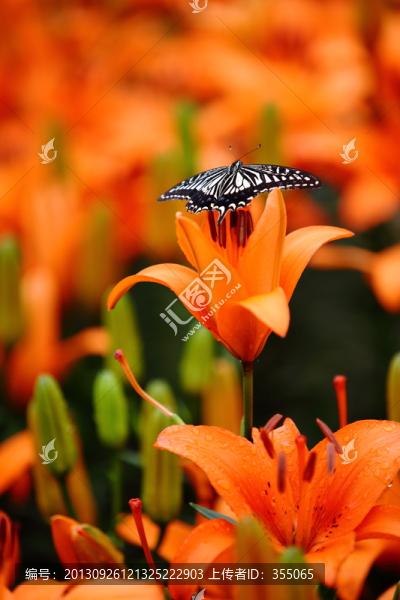 蝶戀花