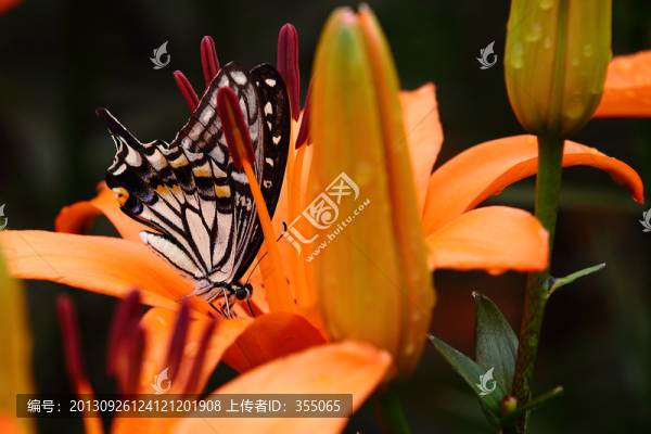 蝶戀花