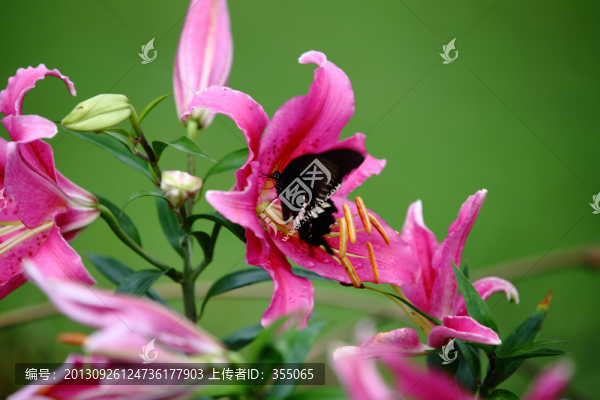 蝶戀花