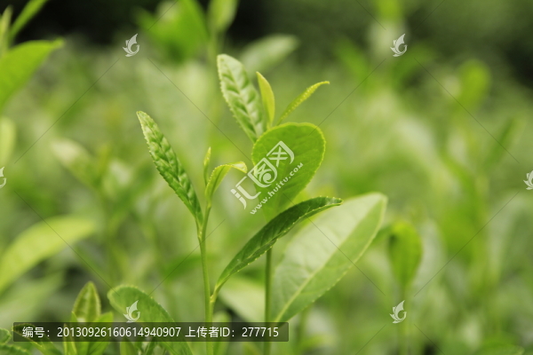 茶樹