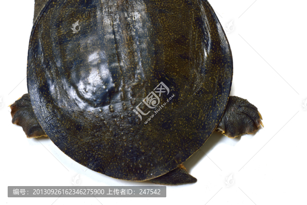 鱉,野生鱉,土鱉,中華鱉
