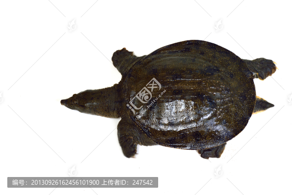鱉,野生鱉,土鱉,中華鱉