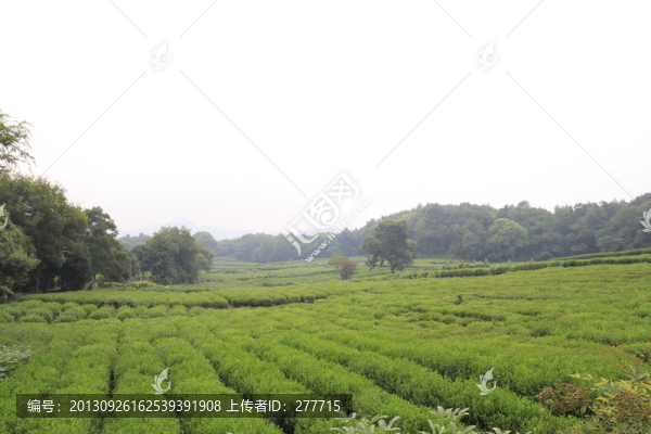 茶園